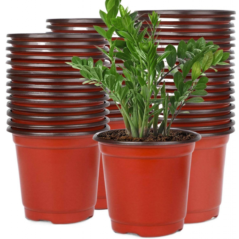 Echeveria Succulent - Flexible Plastic Seedling Pots 4-6 Inch