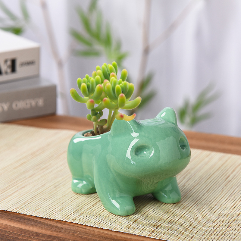 Creative Succulent Planter Pot - Echeveria Succulent review and price