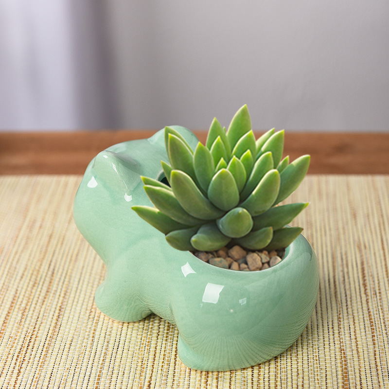 Creative Succulent Planter Pot - Echeveria Succulent review and price
