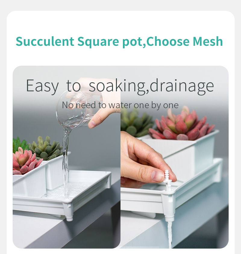 Meshpot Succulent Pot Set Cact - Echeveria Succulent review and price