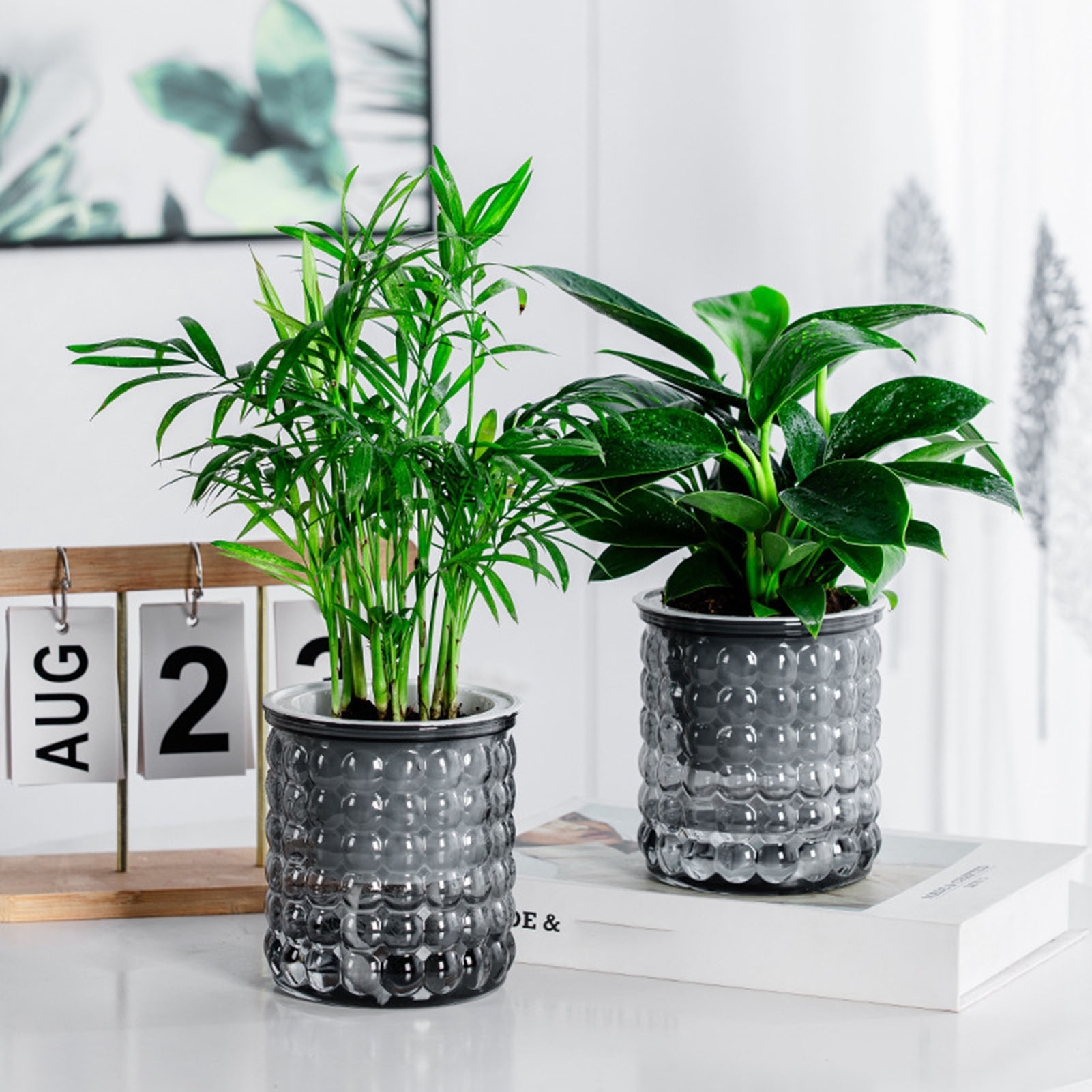 New Self Watering Hydroponic P - Echeveria Succulent review and price