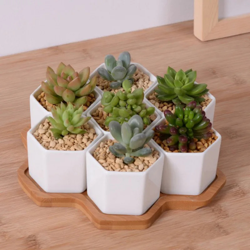 Set of 4/7/9/10 Hexagon Flower - Echeveria Succulent review and price